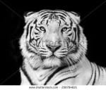 stock-photo-black-and-white-macro-face-portrait-of-white-bengal-tiger-the-most-dangerous-beast-shows-his-calm-256784821