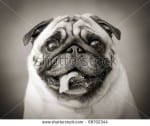 stock-photo-funny-black-and-white-photo-of-a-little-pug-dog-68702344
