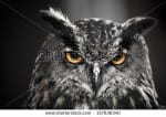 stock-photo-portrait-of-an-eagle-owl-157636340